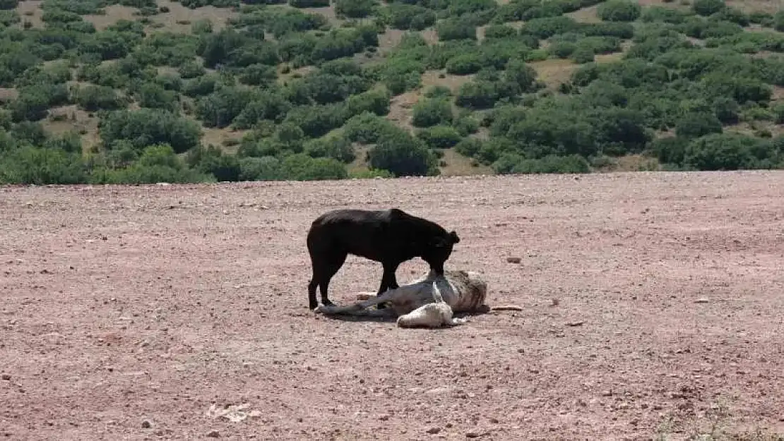 Başıboş köpekler 7 koyunu telef edip onlarcasını yaraladı