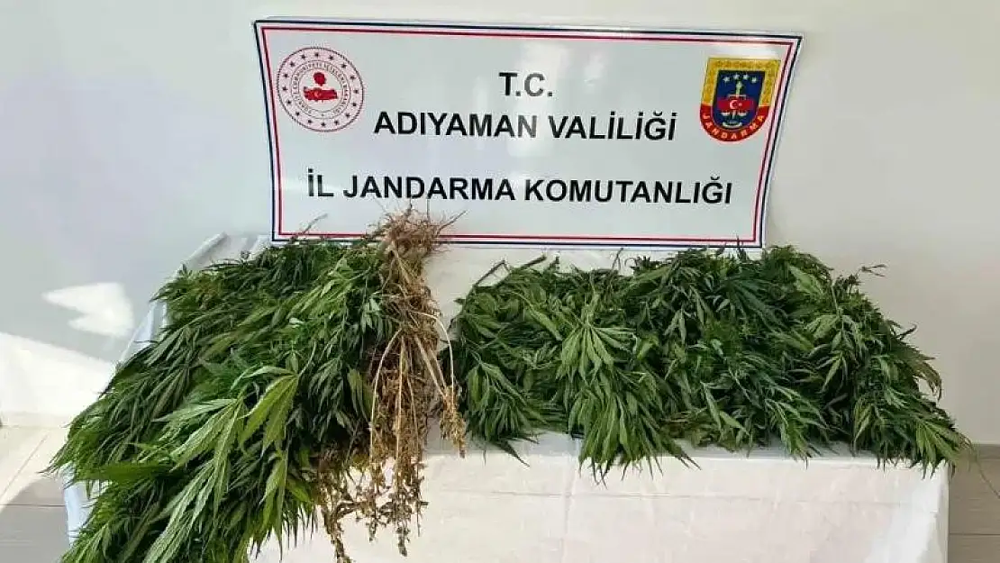 Jandarma ekipleri 102 kök kenevir bitkisi ele geçirdi