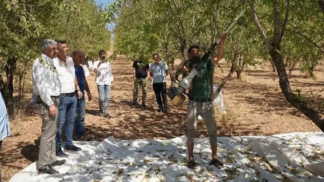 Başkan Hallaç, badem hasadına katıldı