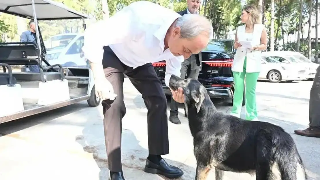 'Köpek yakıldı' iddialarına Başkan Kocagöz son noktayı koydu: İddialar asılsız, görüntüler yanıltıcı