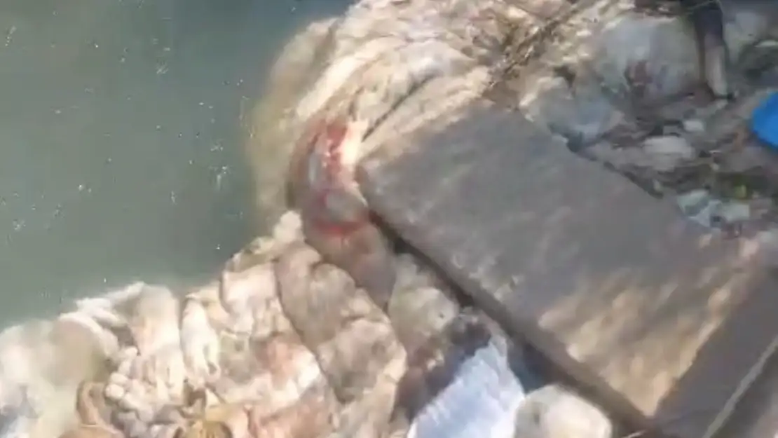 Adana'da sulama kanalları hayvan pislikleriyle doldu taştı