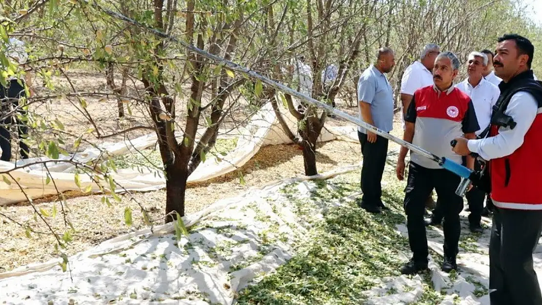 Adıyaman'da badem hasadı düzenlendi