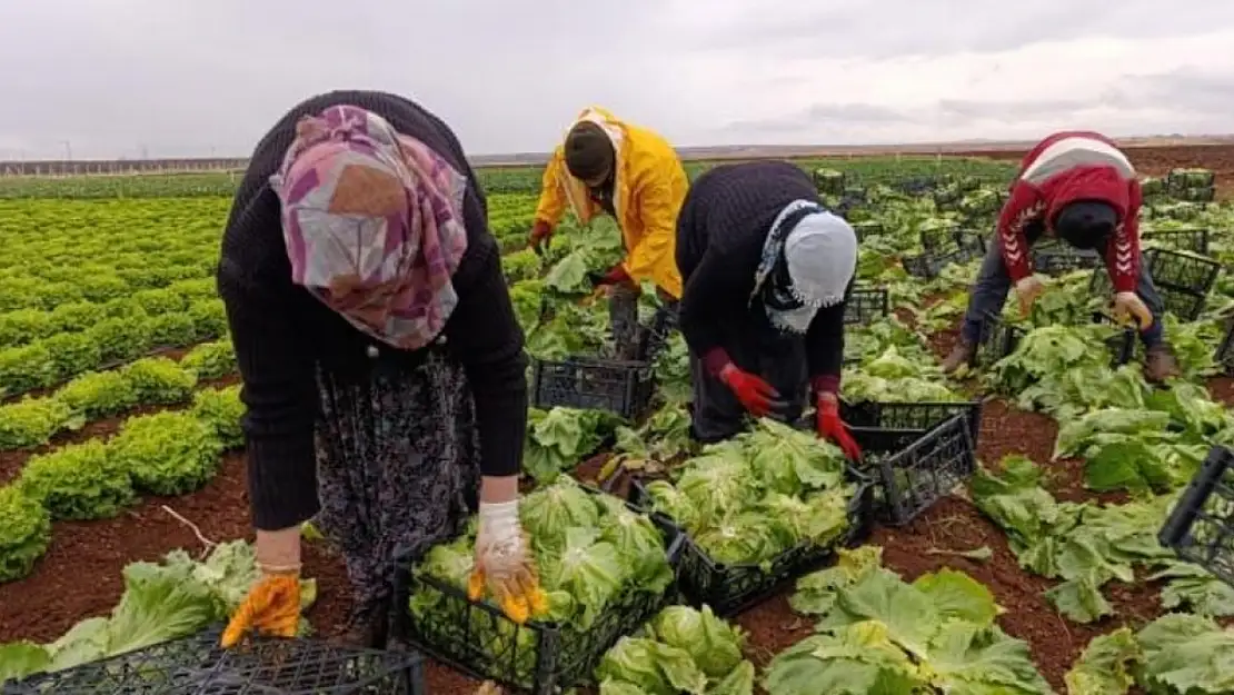 Adıyaman'da çiftçiler için duyuru geldi! Faizsiz destek verilecek