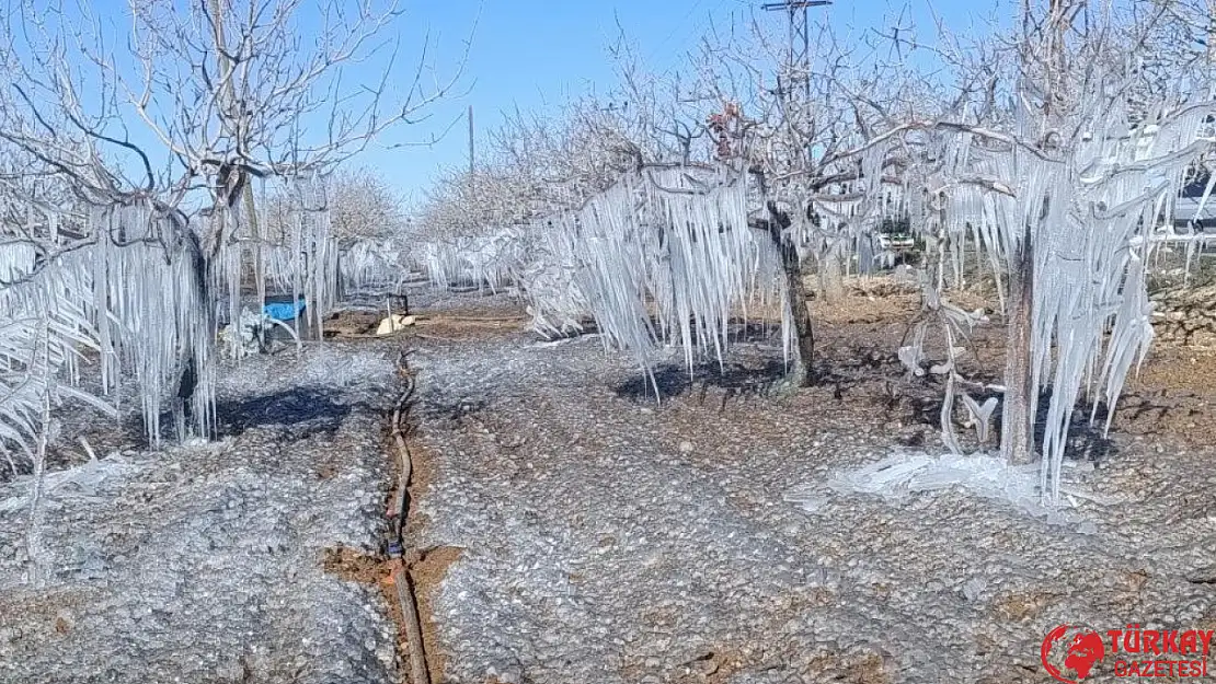 Adıyaman'da fıstık bahçesi buz tuttu