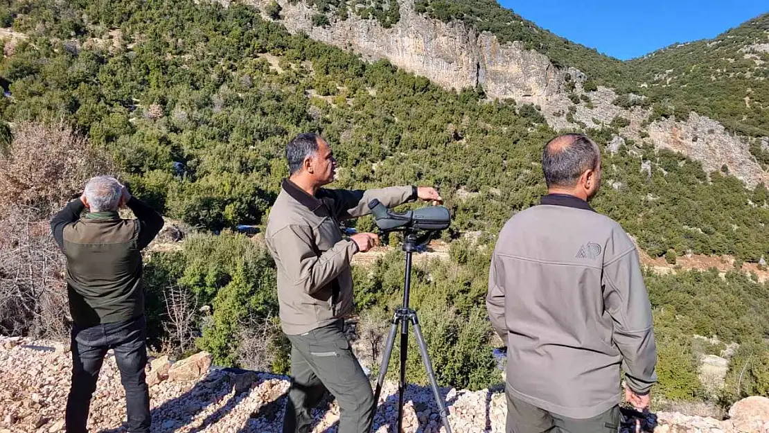 Adıyaman'da yaban keçilerinin popülasyonu çıkartıldı