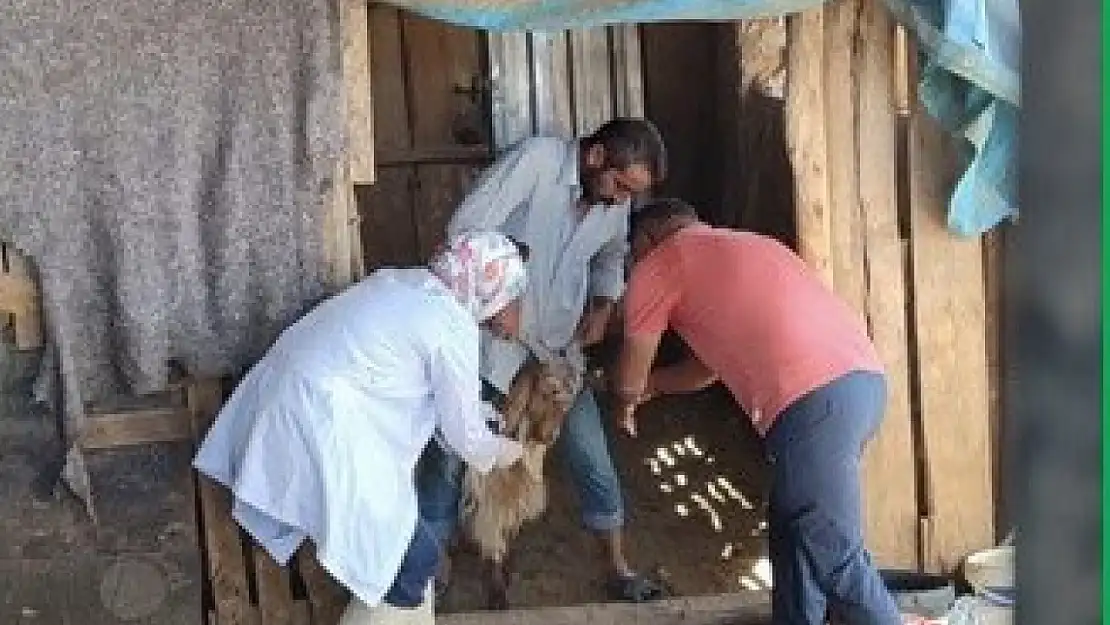 Adıyaman'da zoonoz hastalıklarla mücadele kararlılıkla sürüyor