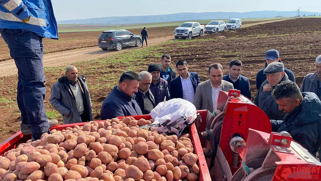 Besni'de patatesler toprakla buluştu