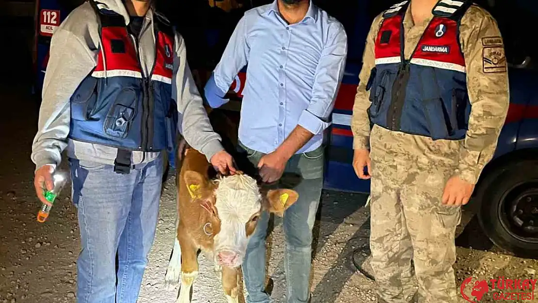 Çalınan 4 büyükbaş hayvan sahibine teslim edildi
