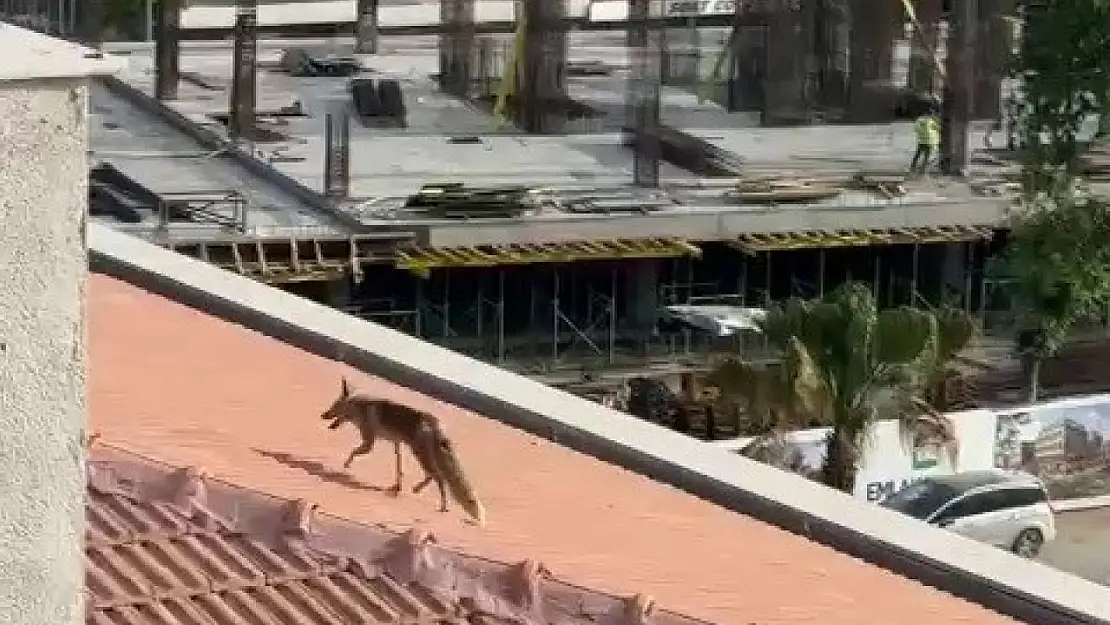 Çatıya çıkan tilki ekipleri harekete geçirdi