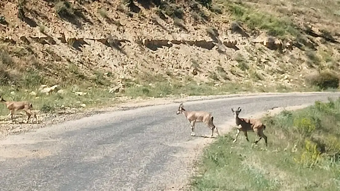 Dağ keçilerini görüntüledi