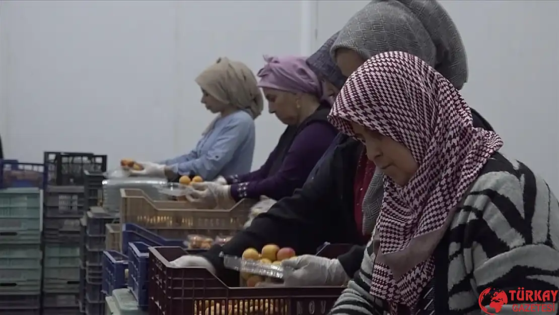Depremzede girişimciye 200 milyon TL destek