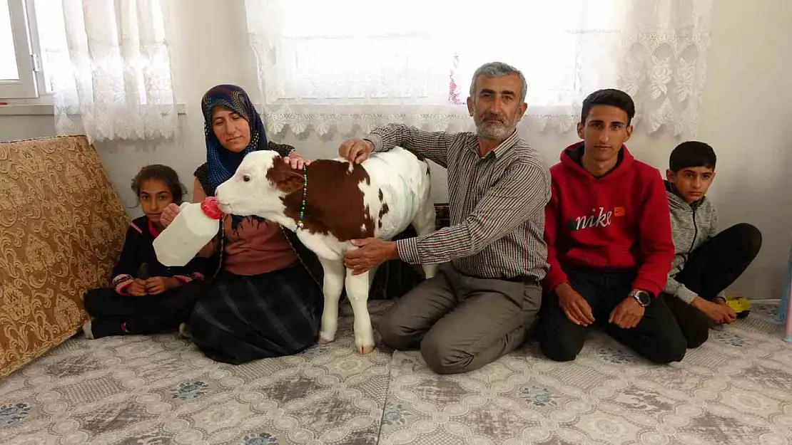 Adıyaman'da erken doğan buzağıya çocukları gibi bakıyorlar