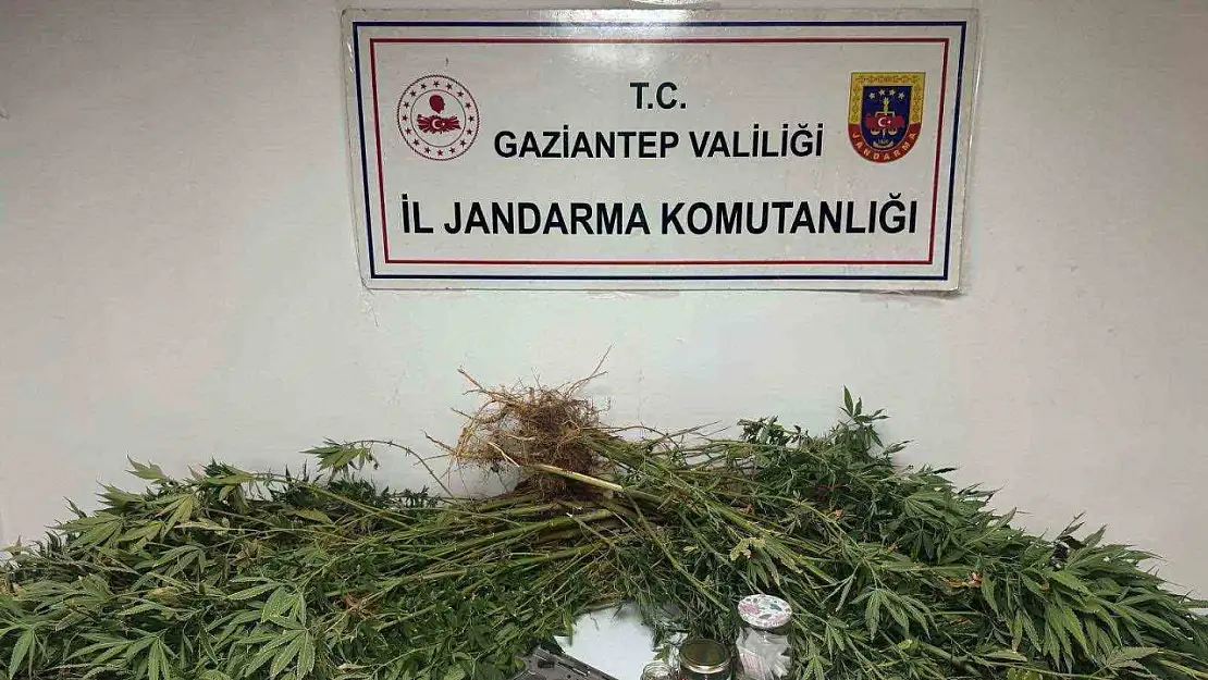 Gaziantep'te 5 kilo esrar ile 178 kök kenevir ele geçirildi: 4 gözaltı