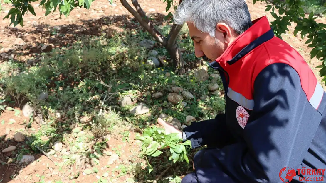 İl Müdürü Akkan, sahada dolu zararını inceliyor