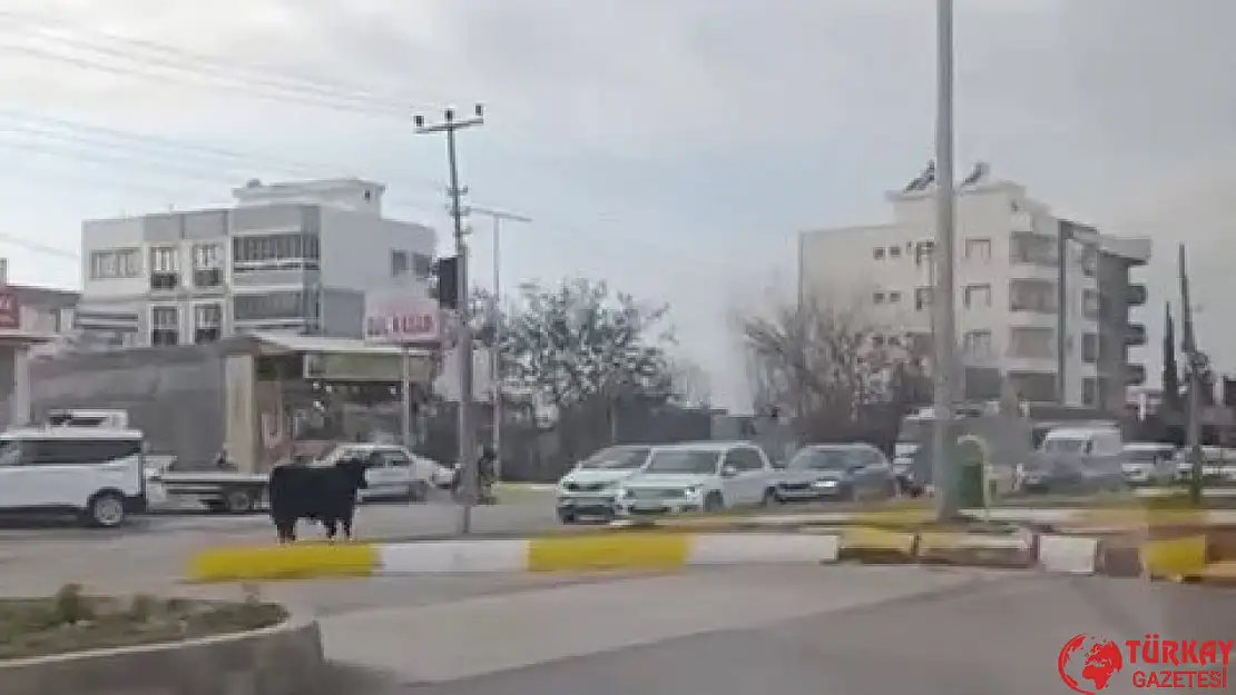 Kaçan inek trafiği bir birine kattı