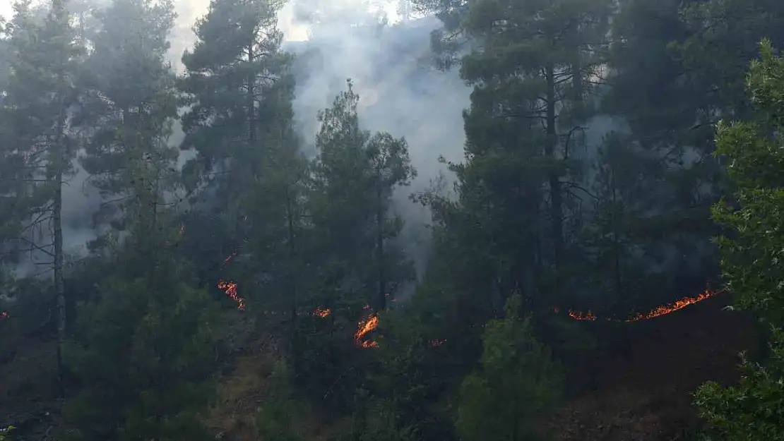 Kahramanmaraş'ta orman yangını