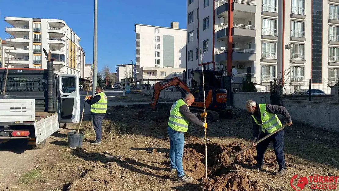 Kahta Belediyesi, ağaçlandırma çalışmalarına hızla devam ediyor