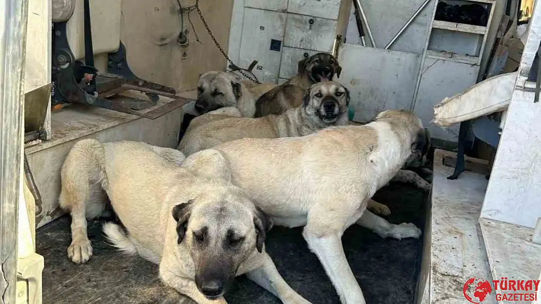 Kahta'da başıboş sokak köpekleri toplanıyor