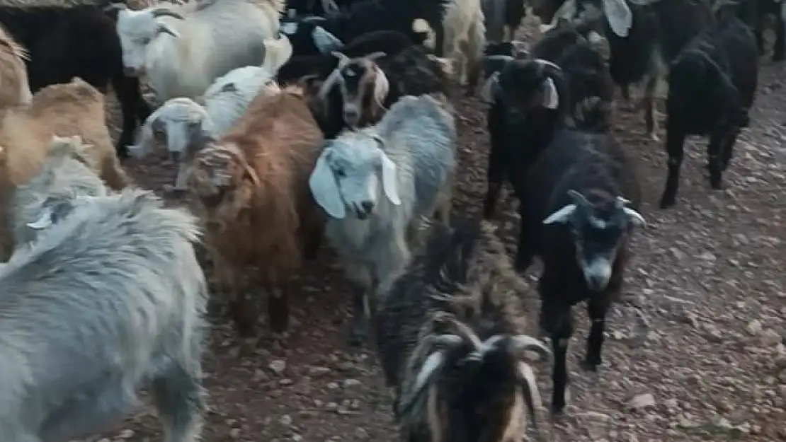 Kaybolan 38 küçükbaşın bulunması için yardım bekleniyor