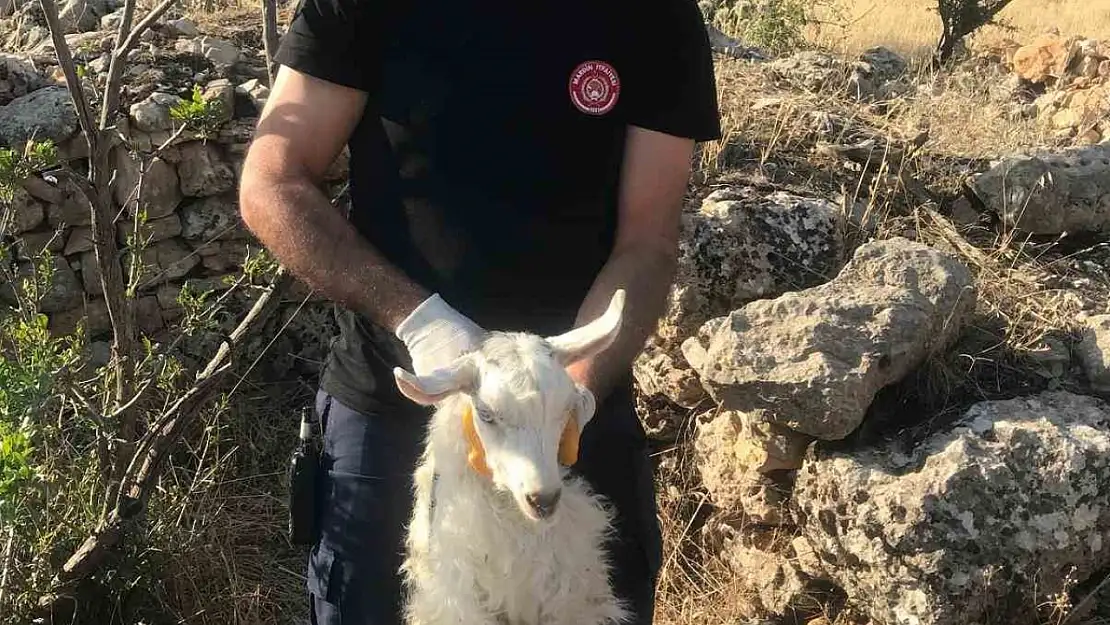Mardin'de kuyuya düşen keçi kurtarıldı