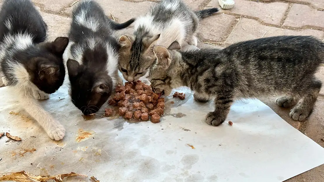 Nemrut Rotary kulübünden can dostlara mama desteği