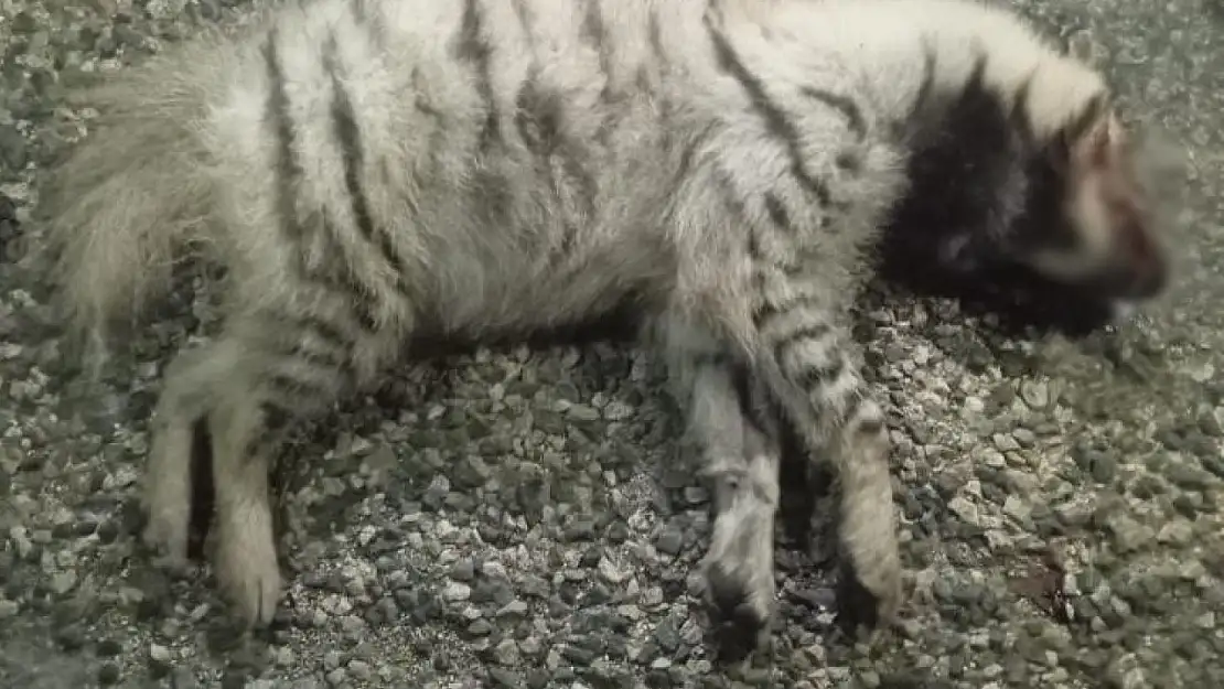 Adıyaman Besni'de nesli tükenme tehlikesi altındaki çizgili sırtlan öldü