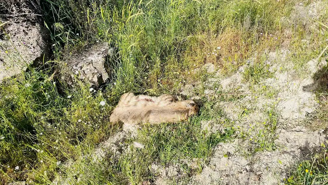 Otomobilin çarptığı çizgili sırtlan telef oldu