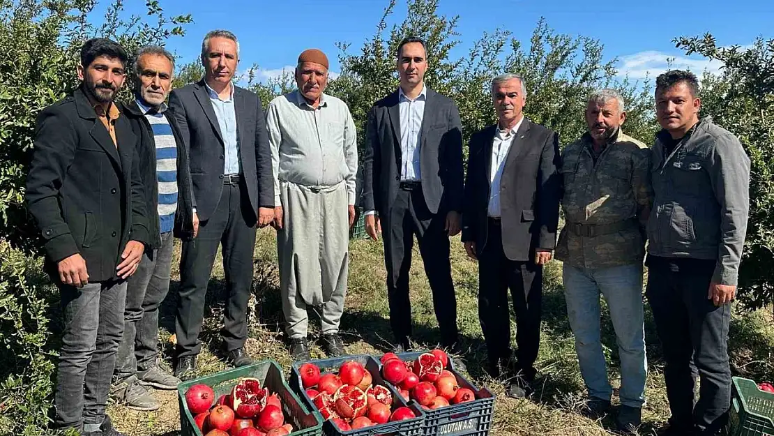 Samsat'ta nar hasadı başladı