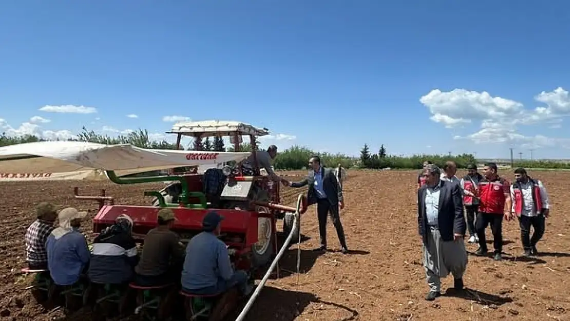 Samsat'ta tütün ekimi başladı