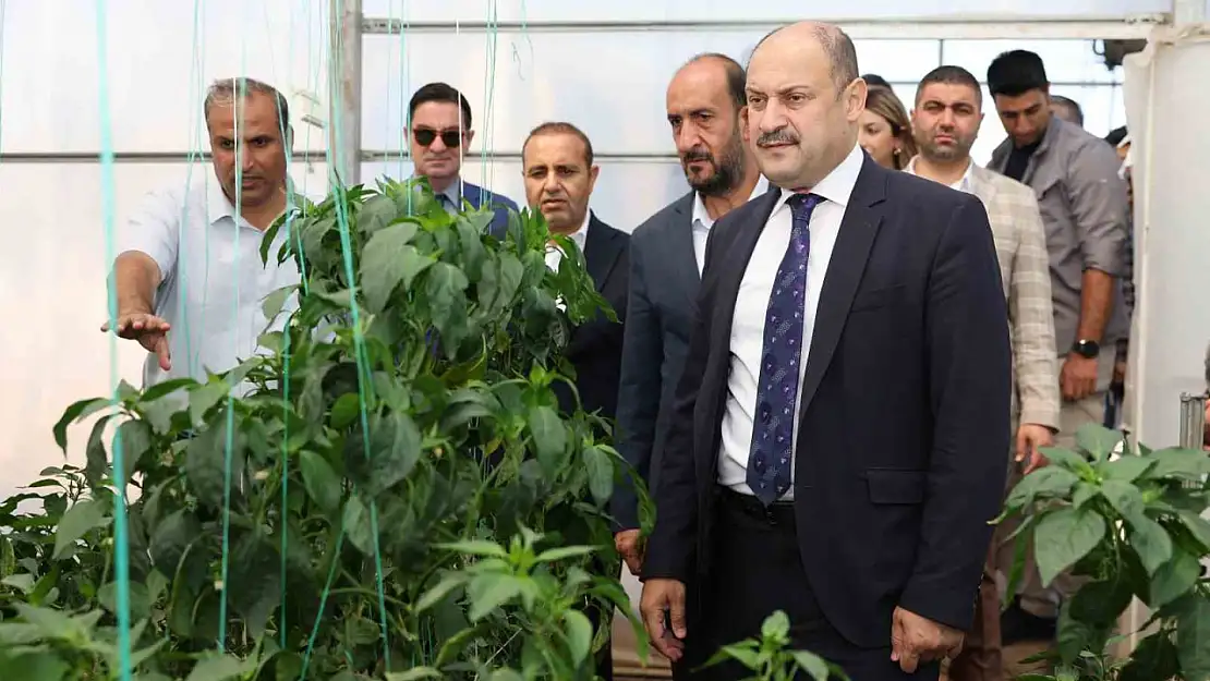 Şanlıurfa Büyükşehir Belediyesi Ata Tohumuna sahip çıkıyor