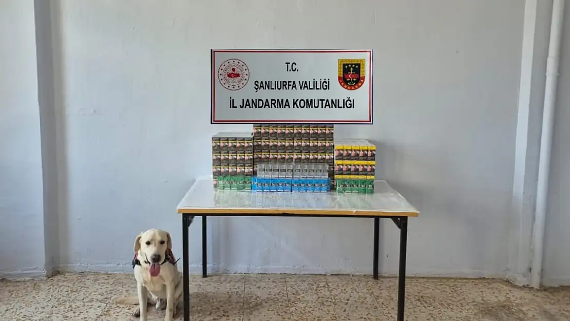 Şanlıurfa'da 7 bin 777 paket gümrük kaçağı sigara ele geçirildi
