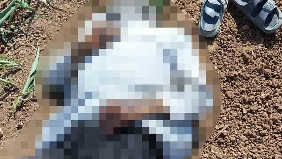 Şanlıurfa'da mısır tarlasında erkek cesedi bulundu