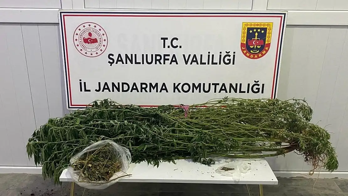 Şanlıurfa'da uyuşturucu operasyonu: 12 gözaltı