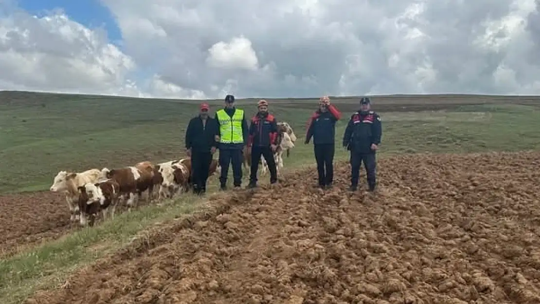 Sivas'ta kaybolan 9 büyükbaş hayvan, dronla bulundu