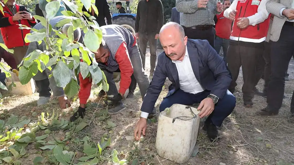 Vali Varol, Kahta ilçesinde ceviz hasadına katıldı