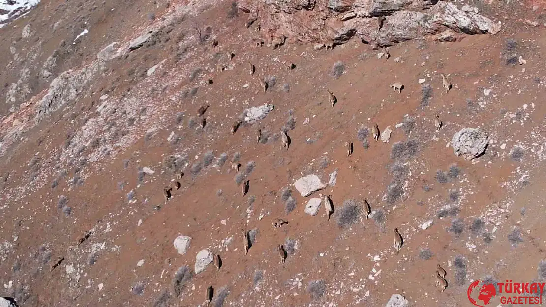 Adıyaman yaban keçileri karayolu kenarına kadar indi