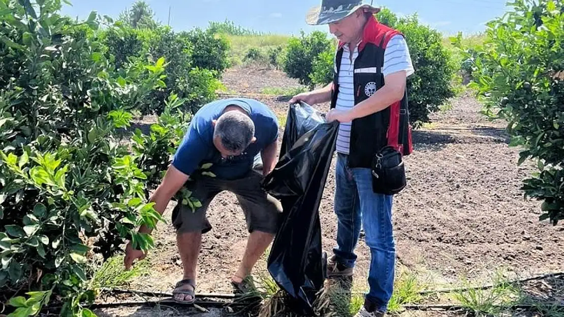 Yanan turunçgillerin Akdeniz Meyve sineği üretmemesi için çalışma başlatıldı