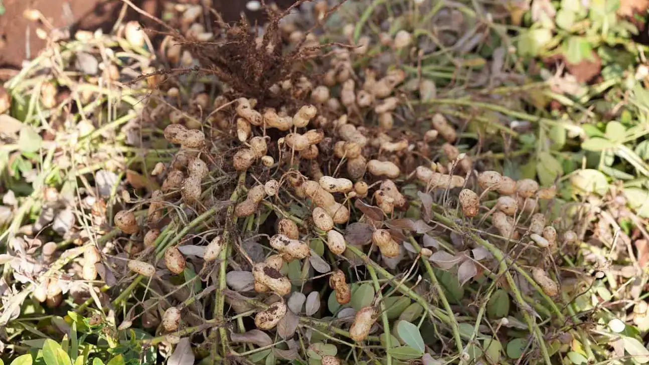 Adıyaman'da yer fıstığı hamlesi