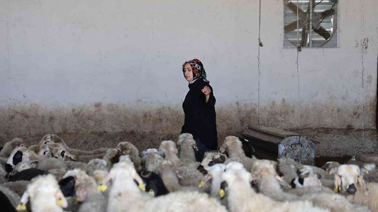 Elazığlı kadın girişimci devlet desteğiyle çiftlik kurdu