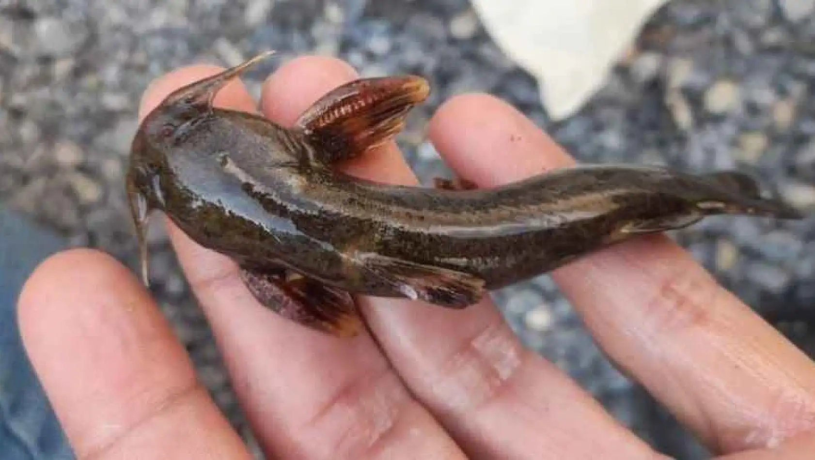 Habur Çayı'nda 'İğneli Bodur Yayın Balığı' Amatör Balıkçıların Ağına Takıldı