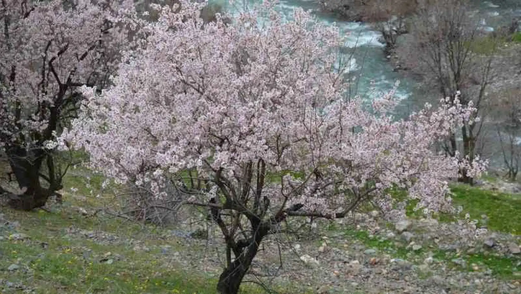 Şırnak'ta badem ağaçları çiçek açtı