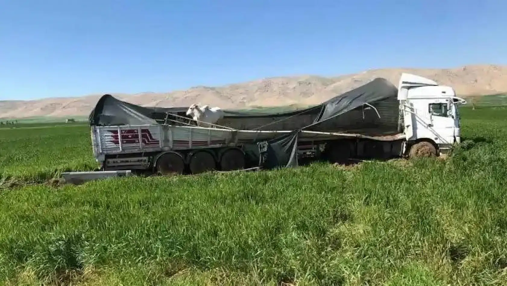 Kaza yapan tırdaki inekler Uluslararası İpekyolu'na indi