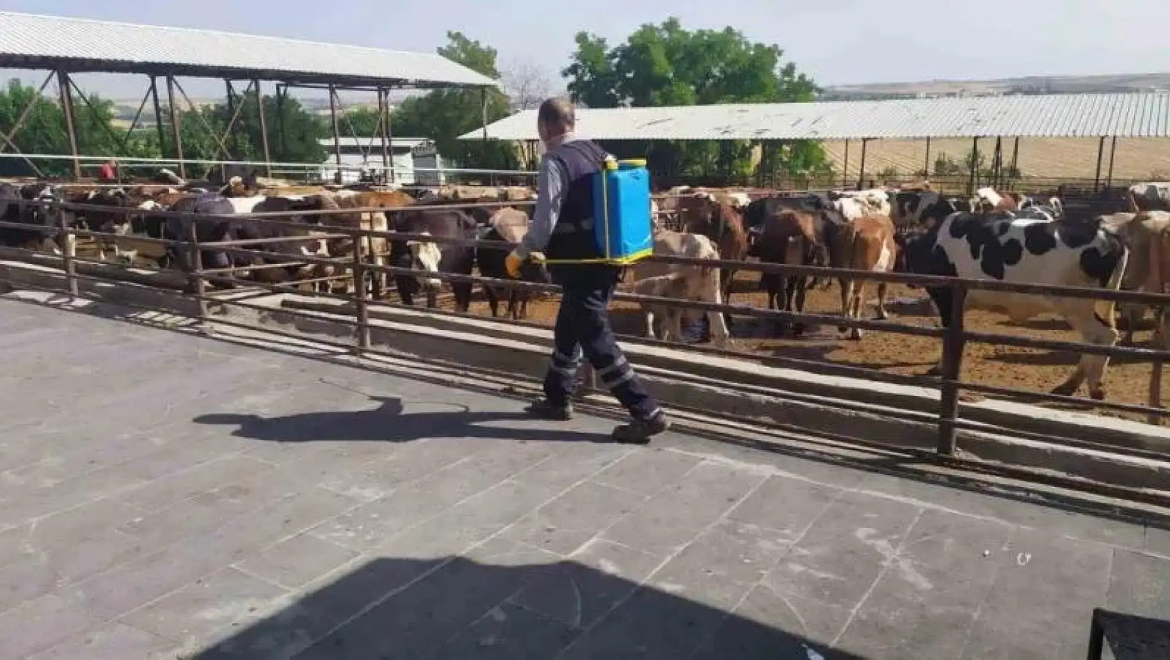 Kurban satış ve kesim yerleri ilaçlanıyor
