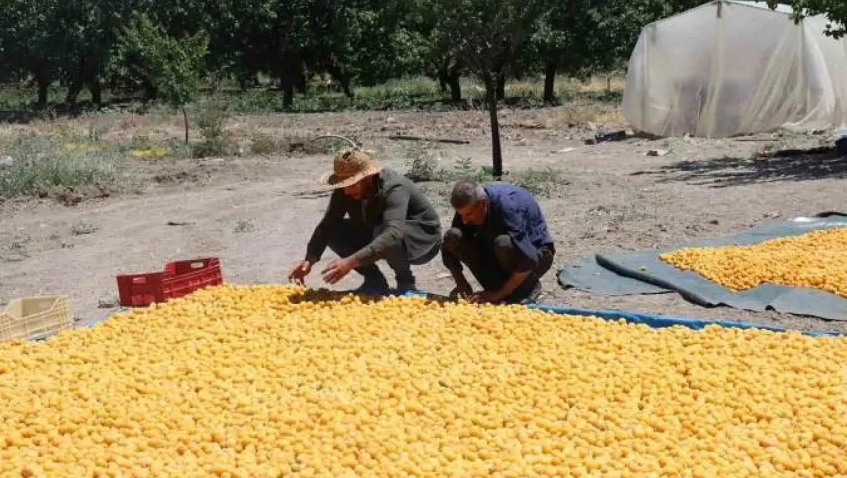 Kayısının dalından 115'den fazla ülkeye ihracat
