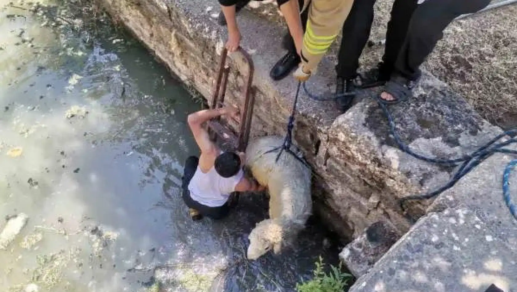 Havuza düşen koyunu itfaiye ekipleri kurtardı
