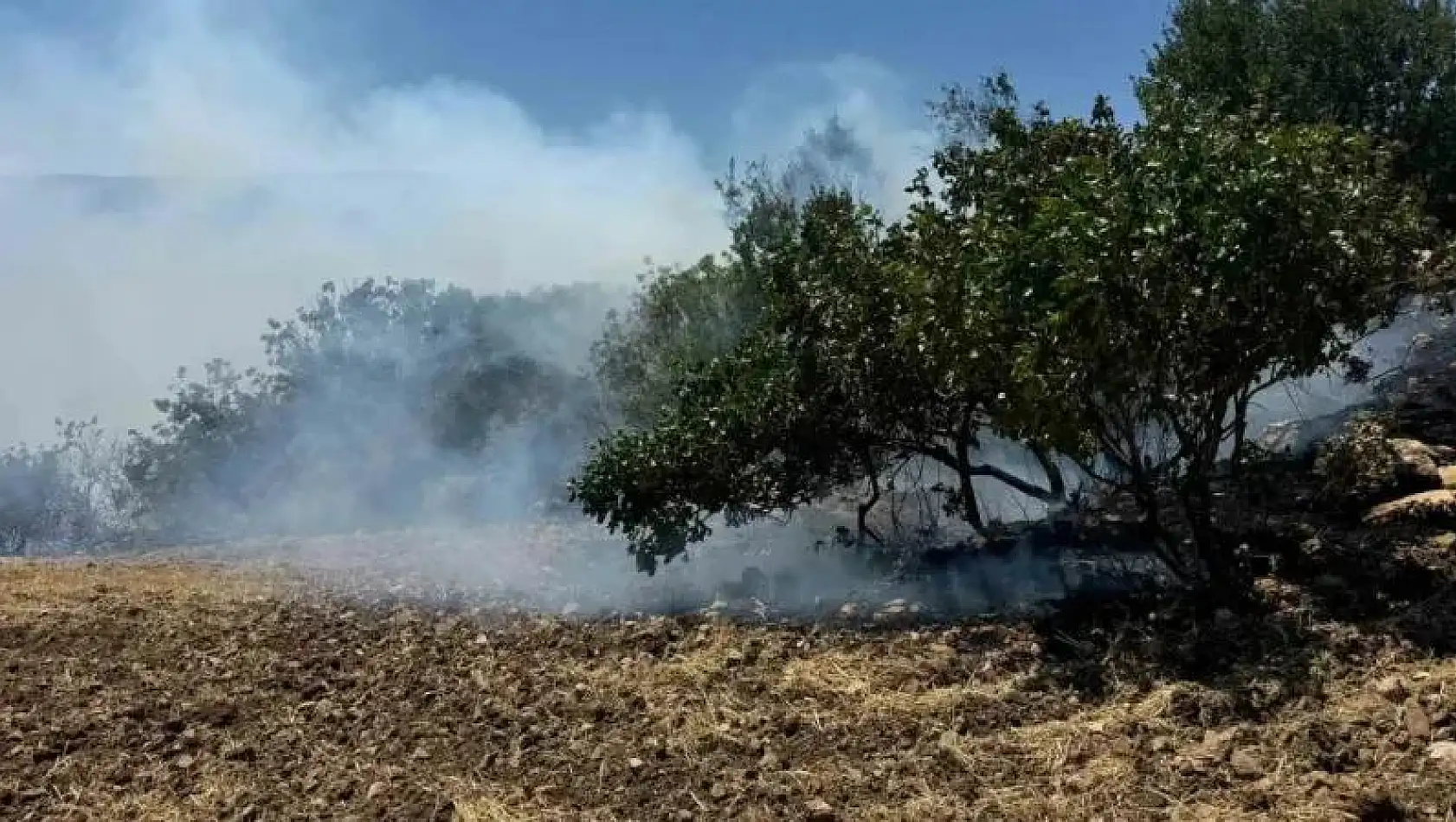 Anız yangını fıstık bahçelerine sıçradı