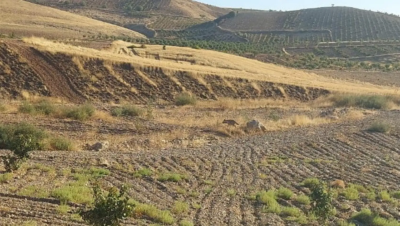 Adıyaman Besni'de çizgili sırtlan görüntülendi