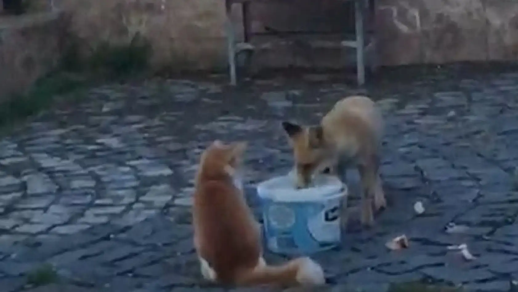 Adıyaman Nemrut Dağı'nda kedi ile tilki aynı kapta yemek yedi