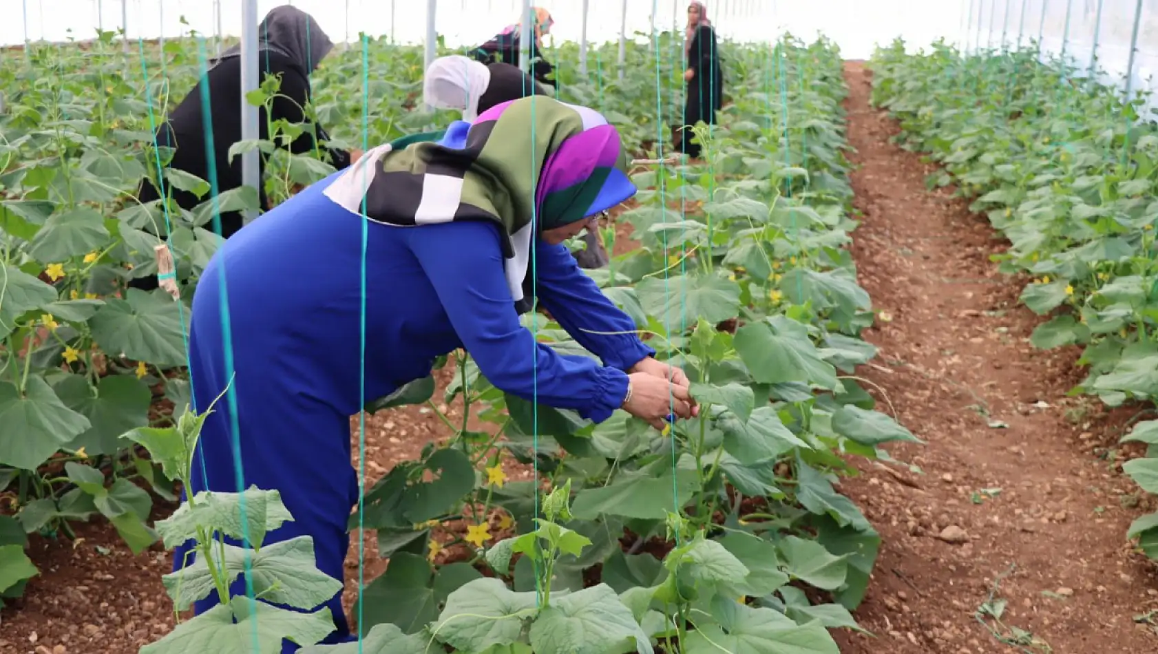 Seralarda ilk hasat başladı