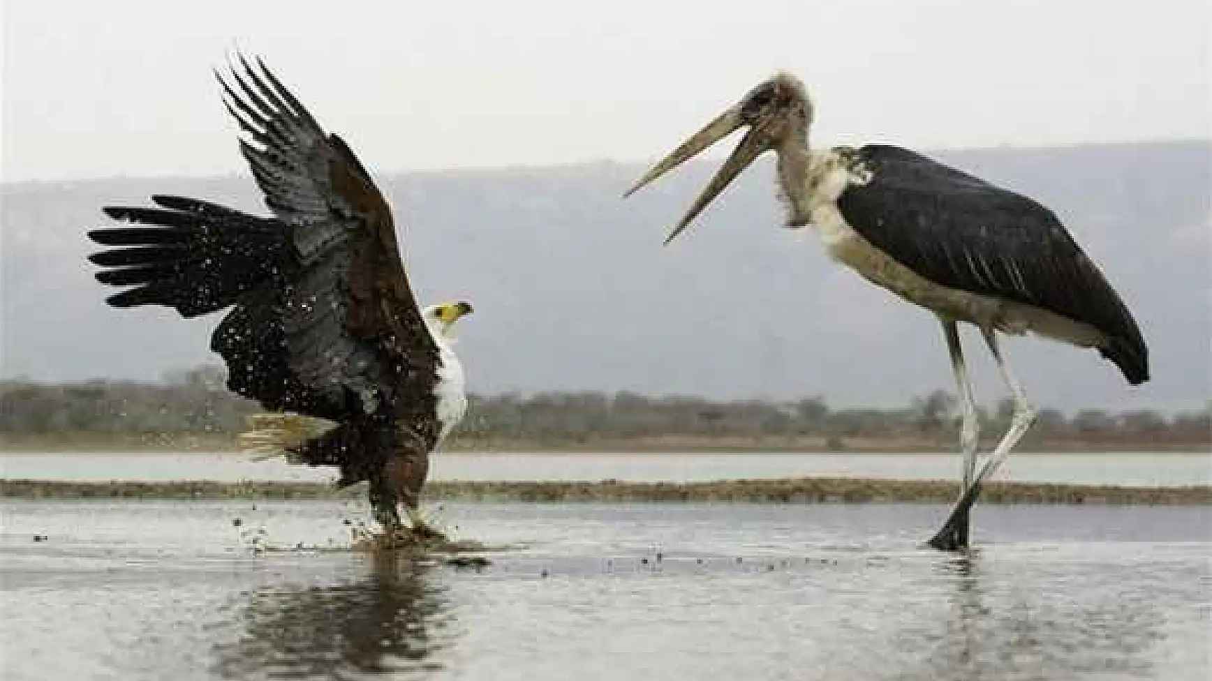 Bu Savaş Başka Savaş!